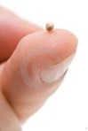 Mustard seed