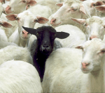Black sheep