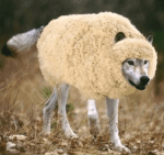 Wolf sheep