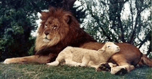 Lion lamb