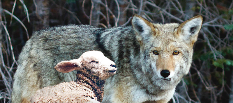 wolf and lamb