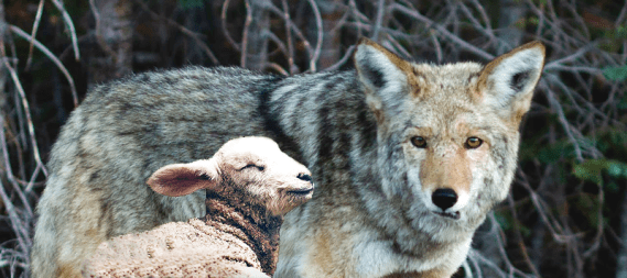 wolf and lamb