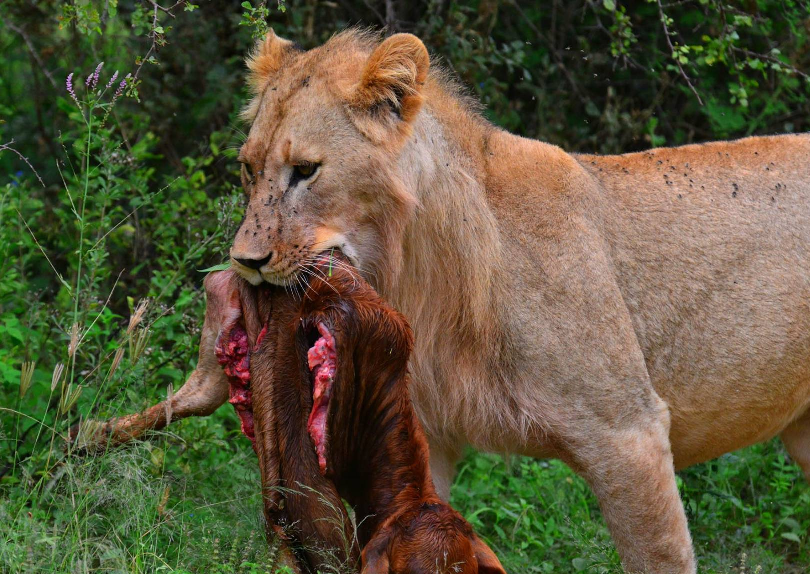Lion kill